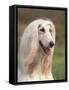 Domesti Dog, Afghan Hound Portrait-Adriano Bacchella-Framed Stretched Canvas