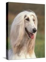 Domesti Dog, Afghan Hound Portrait-Adriano Bacchella-Stretched Canvas