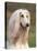 Domesti Dog, Afghan Hound Portrait-Adriano Bacchella-Stretched Canvas