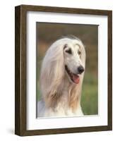 Domesti Dog, Afghan Hound Portrait-Adriano Bacchella-Framed Premium Photographic Print