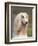 Domesti Dog, Afghan Hound Portrait-Adriano Bacchella-Framed Premium Photographic Print