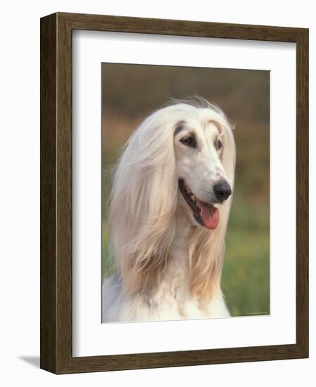 Domesti Dog, Afghan Hound Portrait-Adriano Bacchella-Framed Premium Photographic Print