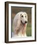 Domesti Dog, Afghan Hound Portrait-Adriano Bacchella-Framed Premium Photographic Print