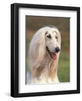 Domesti Dog, Afghan Hound Portrait-Adriano Bacchella-Framed Premium Photographic Print