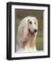 Domesti Dog, Afghan Hound Portrait-Adriano Bacchella-Framed Premium Photographic Print
