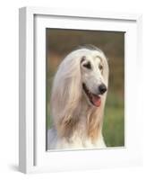 Domesti Dog, Afghan Hound Portrait-Adriano Bacchella-Framed Premium Photographic Print