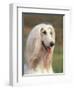 Domesti Dog, Afghan Hound Portrait-Adriano Bacchella-Framed Premium Photographic Print