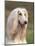 Domesti Dog, Afghan Hound Portrait-Adriano Bacchella-Mounted Premium Photographic Print