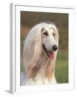 Domesti Dog, Afghan Hound Portrait-Adriano Bacchella-Framed Photographic Print