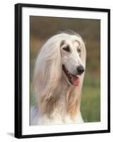 Domesti Dog, Afghan Hound Portrait-Adriano Bacchella-Framed Photographic Print