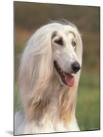 Domesti Dog, Afghan Hound Portrait-Adriano Bacchella-Mounted Photographic Print