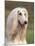 Domesti Dog, Afghan Hound Portrait-Adriano Bacchella-Mounted Photographic Print