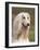 Domesti Dog, Afghan Hound Portrait-Adriano Bacchella-Framed Photographic Print