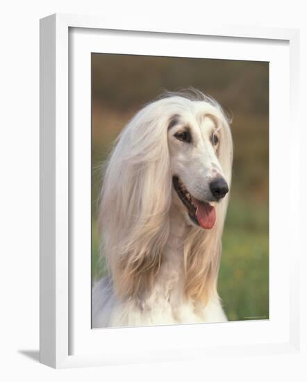 Domesti Dog, Afghan Hound Portrait-Adriano Bacchella-Framed Photographic Print