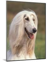 Domesti Dog, Afghan Hound Portrait-Adriano Bacchella-Mounted Photographic Print