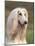 Domesti Dog, Afghan Hound Portrait-Adriano Bacchella-Mounted Photographic Print