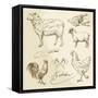 Domestic Animal Meat Diagrams - Hand Drawn Collection-canicula-Framed Stretched Canvas