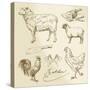 Domestic Animal Meat Diagrams - Hand Drawn Collection-canicula-Stretched Canvas
