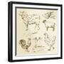 Domestic Animal Meat Diagrams - Hand Drawn Collection-canicula-Framed Art Print