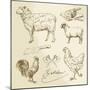 Domestic Animal Meat Diagrams - Hand Drawn Collection-canicula-Mounted Art Print