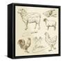 Domestic Animal Meat Diagrams - Hand Drawn Collection-canicula-Framed Stretched Canvas