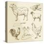 Domestic Animal Meat Diagrams - Hand Drawn Collection-canicula-Stretched Canvas
