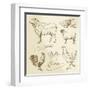 Domestic Animal Meat Diagrams - Hand Drawn Collection-canicula-Framed Art Print