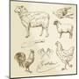 Domestic Animal Meat Diagrams - Hand Drawn Collection-canicula-Mounted Art Print