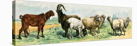 Domestic Animals, Variety of Goat and Sheep Breeds. Lithograph from 19Th Century Illustration.-null-Stretched Canvas