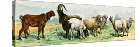 Domestic Animals, Variety of Goat and Sheep Breeds. Lithograph from 19Th Century Illustration.-null-Stretched Canvas