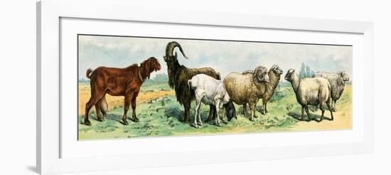 Domestic Animals, Variety of Goat and Sheep Breeds. Lithograph from 19Th Century Illustration.-null-Framed Giclee Print