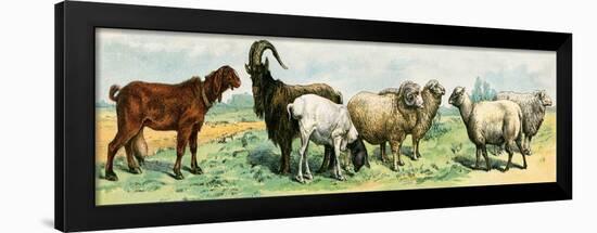 Domestic Animals, Variety of Goat and Sheep Breeds. Lithograph from 19Th Century Illustration.-null-Framed Giclee Print