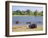 Domestic Asian Water Buffalo (Bubalus Bubalis) and Egrets, Yala National Park, Sri Lanka, Asia-Peter Barritt-Framed Photographic Print