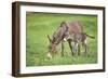 Domestic Ass, Equus Asinus Asinus, Mare, Foal, Meadow, at the Side, Is Standing-David & Micha Sheldon-Framed Photographic Print