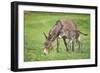 Domestic Ass, Equus Asinus Asinus, Mare, Foal, Meadow, at the Side, Is Standing-David & Micha Sheldon-Framed Photographic Print