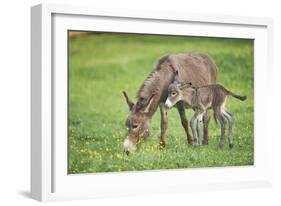 Domestic Ass, Equus Asinus Asinus, Mare, Foal, Meadow, at the Side, Is Standing-David & Micha Sheldon-Framed Photographic Print