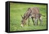 Domestic Ass, Equus Asinus Asinus, Mare, Foal, Meadow, at the Side, Is Standing-David & Micha Sheldon-Framed Stretched Canvas