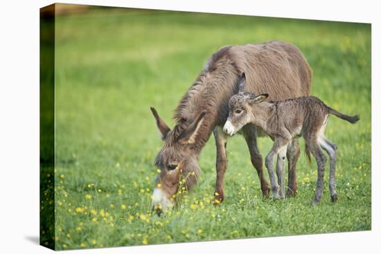 Domestic Ass, Equus Asinus Asinus, Mare, Foal, Meadow, at the Side, Is Standing-David & Micha Sheldon-Stretched Canvas