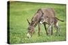 Domestic Ass, Equus Asinus Asinus, Mare, Foal, Meadow, at the Side, Is Standing-David & Micha Sheldon-Stretched Canvas