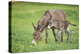 Domestic Ass, Equus Asinus Asinus, Mare, Foal, Meadow, at the Side, Is Standing-David & Micha Sheldon-Stretched Canvas