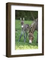 Domestic Ass, Equus Asinus Asinus, Mare, Foal, Meadow, Head-On, Is Standing, Looking into Camera-David & Micha Sheldon-Framed Photographic Print