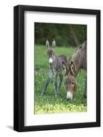 Domestic Ass, Equus Asinus Asinus, Mare, Foal, Meadow, Head-On, Is Standing, Looking into Camera-David & Micha Sheldon-Framed Photographic Print