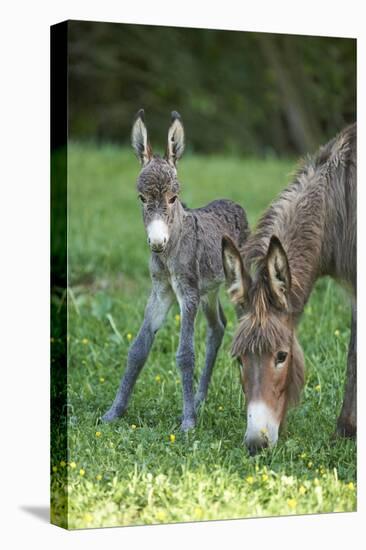 Domestic Ass, Equus Asinus Asinus, Mare, Foal, Meadow, Head-On, Is Standing, Looking into Camera-David & Micha Sheldon-Stretched Canvas