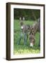 Domestic Ass, Equus Asinus Asinus, Mare, Foal, Meadow, Head-On, Is Standing, Looking into Camera-David & Micha Sheldon-Framed Photographic Print