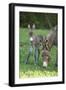 Domestic Ass, Equus Asinus Asinus, Mare, Foal, Meadow, Head-On, Is Standing, Looking into Camera-David & Micha Sheldon-Framed Photographic Print