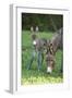 Domestic Ass, Equus Asinus Asinus, Mare, Foal, Meadow, Head-On, Is Standing, Looking into Camera-David & Micha Sheldon-Framed Photographic Print