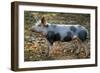 Domestic Bentheimer Pig-null-Framed Photographic Print