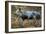 Domestic Bentheimer Pig-null-Framed Photographic Print