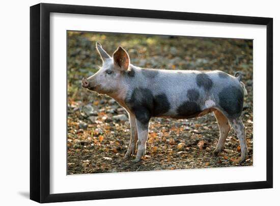 Domestic Bentheimer Pig-null-Framed Photographic Print