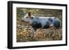 Domestic Bentheimer Pig-null-Framed Photographic Print